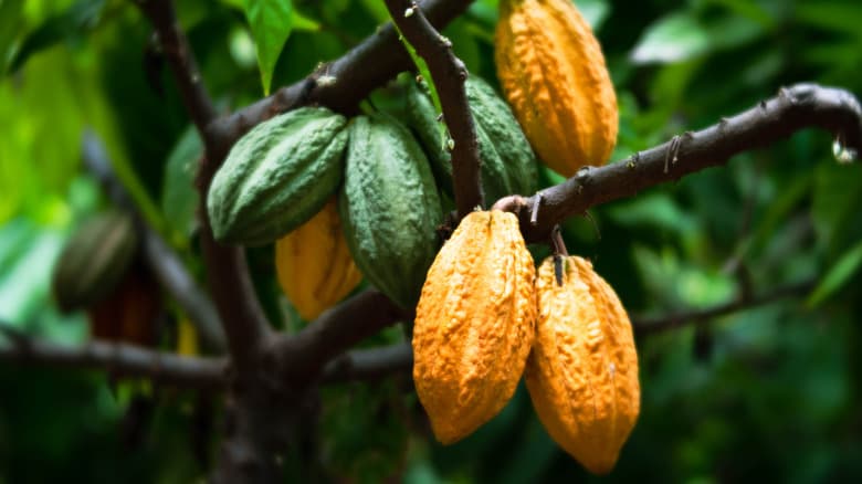 Cacao pods